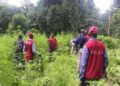 NDLEA seize N1.4Billion Worth of Cannabis in Edo, Arrest Vigilante Chairman, others