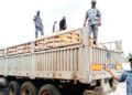 Custom seize Dangote truck with 600 smuggled rice, three arrested