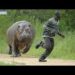 Hippopotami destroying our farmlands, Gombe village head raises alarm