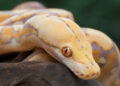 Albino snake bites 65-year-old man “in genital area” as he uses toilet