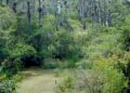 Man Drowns In A Swamp While Trying To Evade Police Arrest