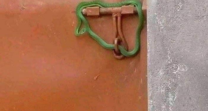 Angry Landlord locks tenants’ gate with live snake over unpaid rent