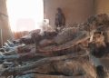 Police Arrest 3 Men With 20 corpses In Edo [VIDEO]