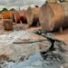 Police Burst Illegal Refinery In Edo, Arrest Suspects [PHOTOS]