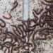 Marriage: Man invades girl friend’s house with millipedes