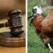Kano Court ‘Sentences’ Chicken To Death [Details]