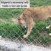 VIRAL VIDEO: Lion Spotted Eating Grass In A Nigerian Zoo