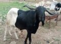 Eid-el-Kabir: Prices Soar As Ram Sells For N1m In Kaduna
