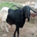 Eid-el-Kabir: Prices Soar As Ram Sells For N1m In Kaduna